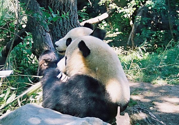 Шьонбрун - най-старата зоологическа градина в света (Schonbrunn Zoo)